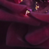 バーガンディーアイスバーグ